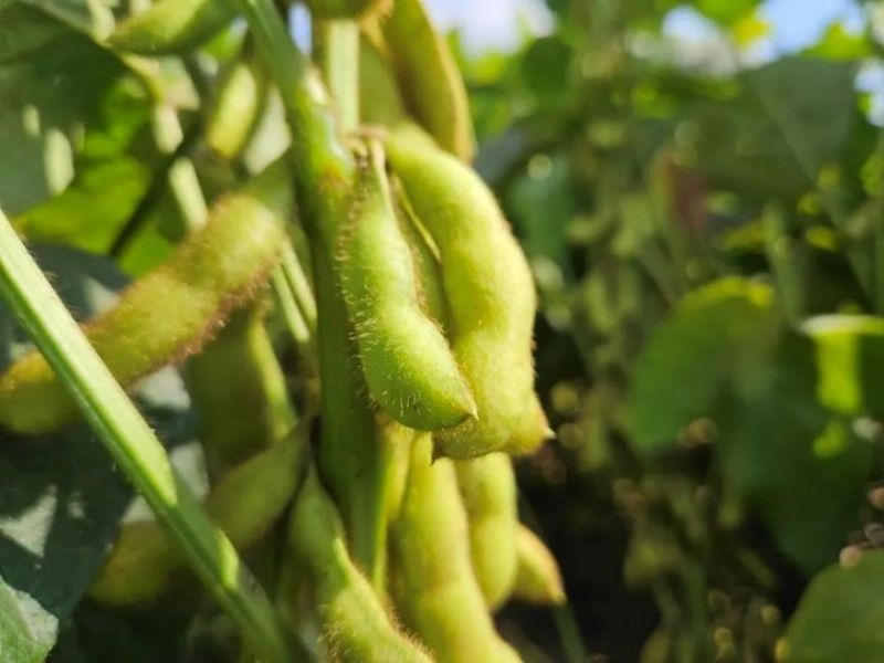 又是一年好“豐”景！衛華數十萬畝良田豐收在即！